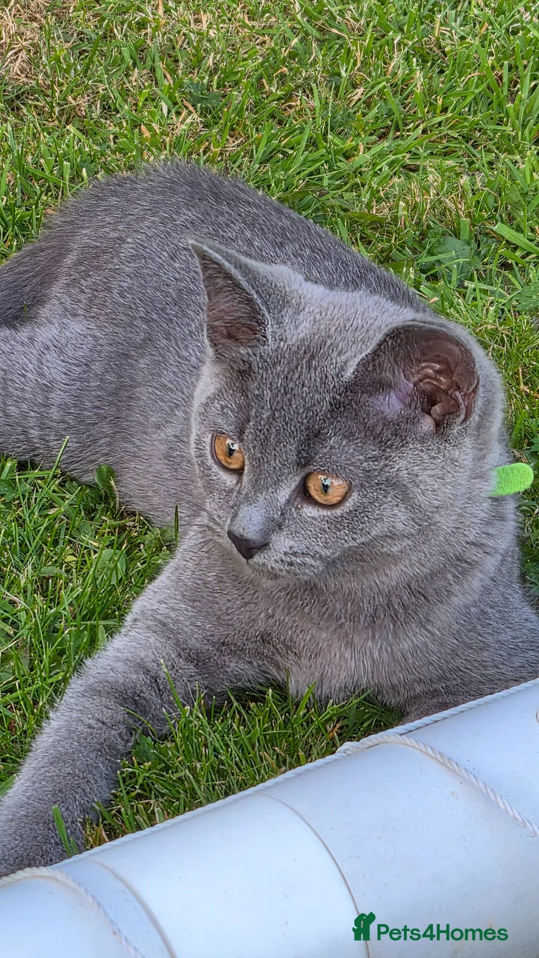 British Shorthair cats for sale:  British Cross Shorthair Kittens - Advert 2