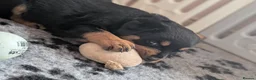 Rottweiler dogs for sale: Exceptional huge Rottweiler pups from amazing line - Advert 28