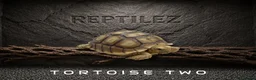 Tortoise reptiles for sale: TORTOISES - Advert 3