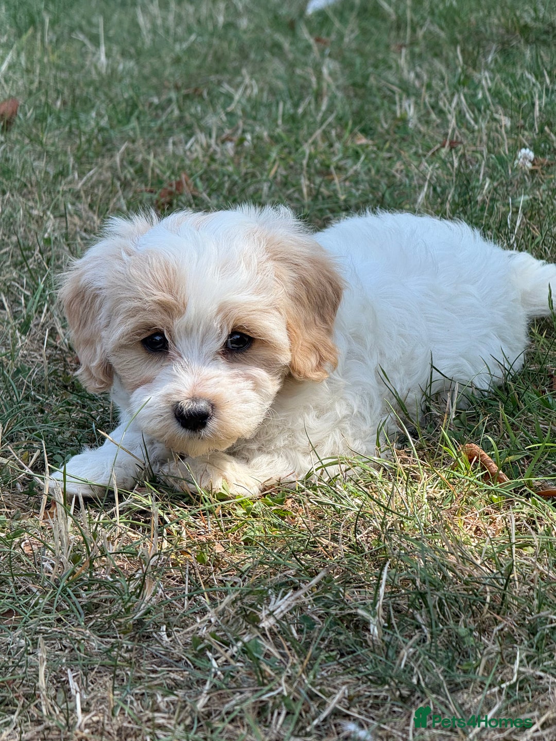 Maltipoo dogs for sale: 🌟 READY NOW 🌟 F1 Maltipoos  - Image 5
