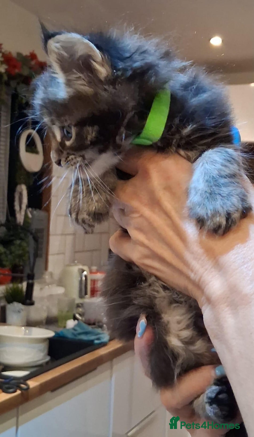Maine Coon cats for sale: I have Beautiful healthy maicoon XL  - Image 14