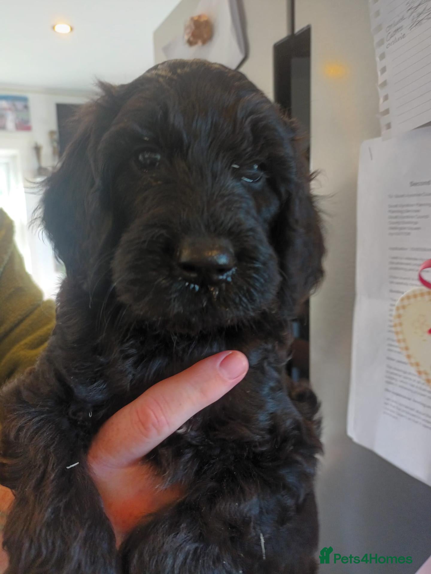 Sproodle dogs Stunning Sproodles puppys for sale - Advert 4