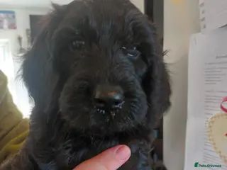 Sproodle dogs Stunning Sproodles puppys for sale - Advert 4