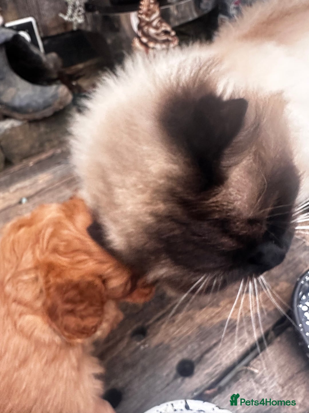 Cavapoo dogs for sale: Bright red not to curly f1 Cavapoo’s  - Advert 6