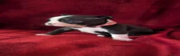 Boston Terrier dogs for sale: Boston Terriers for sale  - Advert 10