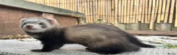 Ferret rodents for sale: Working strain hob ferrets  - Advert 6