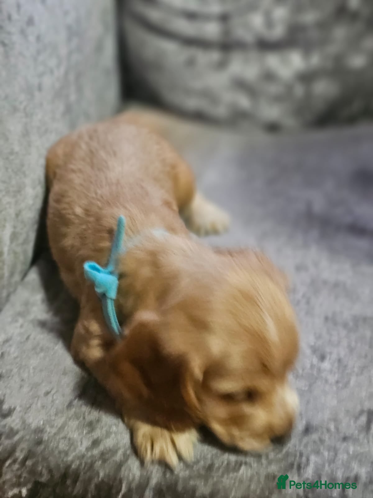 Cocker Spaniel dogs for sale: cocker spaniel puppies - Advert 20