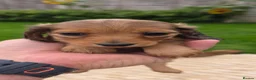 Miniature Dachshund dogs for sale: Miniature longhaired dachshund shaded cream girls in Cambridge - Advert 8