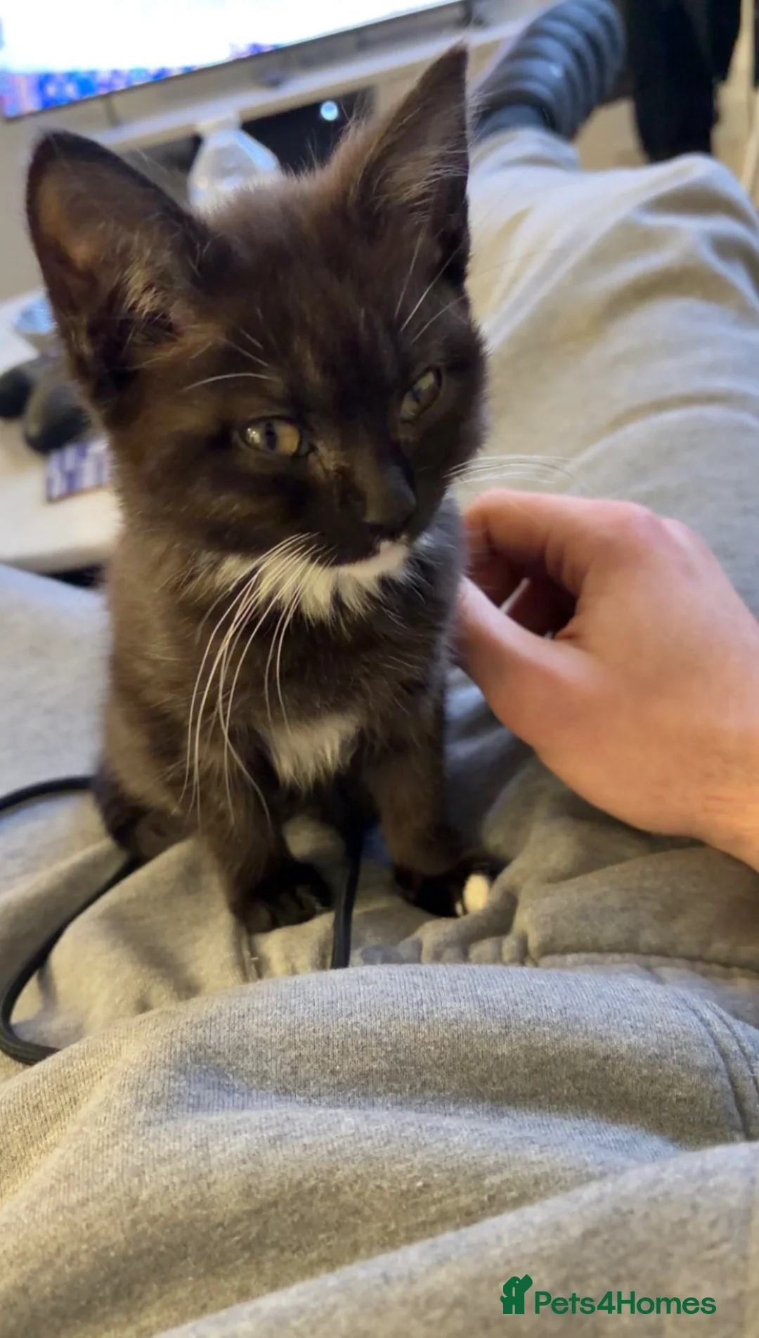 Mixed Breed cats for sale: Mixed british shorthair / domestic long hair  in Pudsey - Advert 2