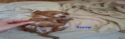 Cockapoo dogs for sale: Cockapoo Puppies PRA Clear! 262 DNA tests clear!KC - Advert 29