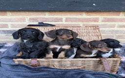 Mixed Breed dogs for sale: 🐾 Gorgeous Doxiepoo Puppies – Ready 07/08! 🐾 - Image 13