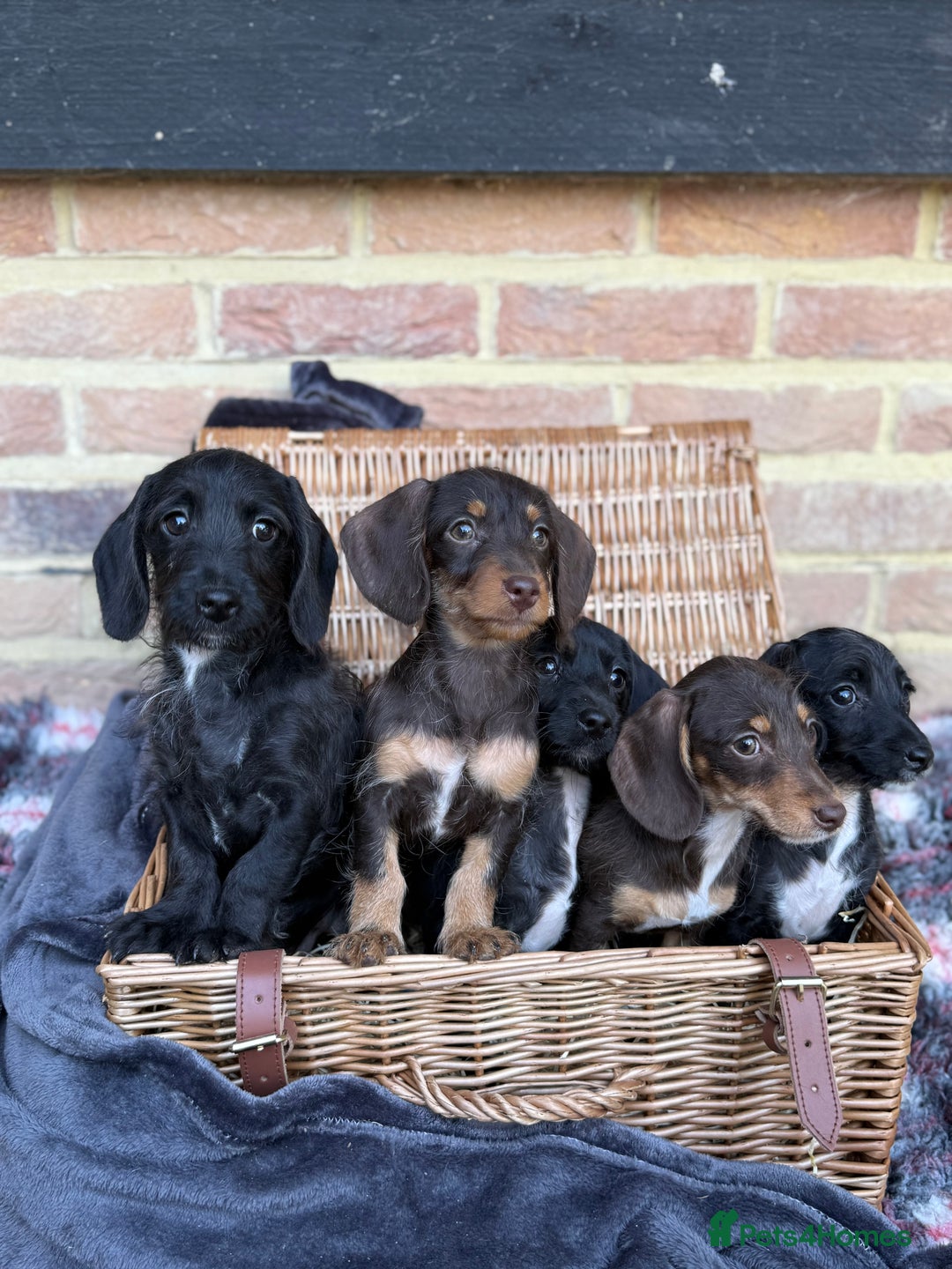 Mixed Breed dogs for sale: 🐾 Gorgeous Doxiepoo Puppies – Ready 07/08! 🐾 - Image 13