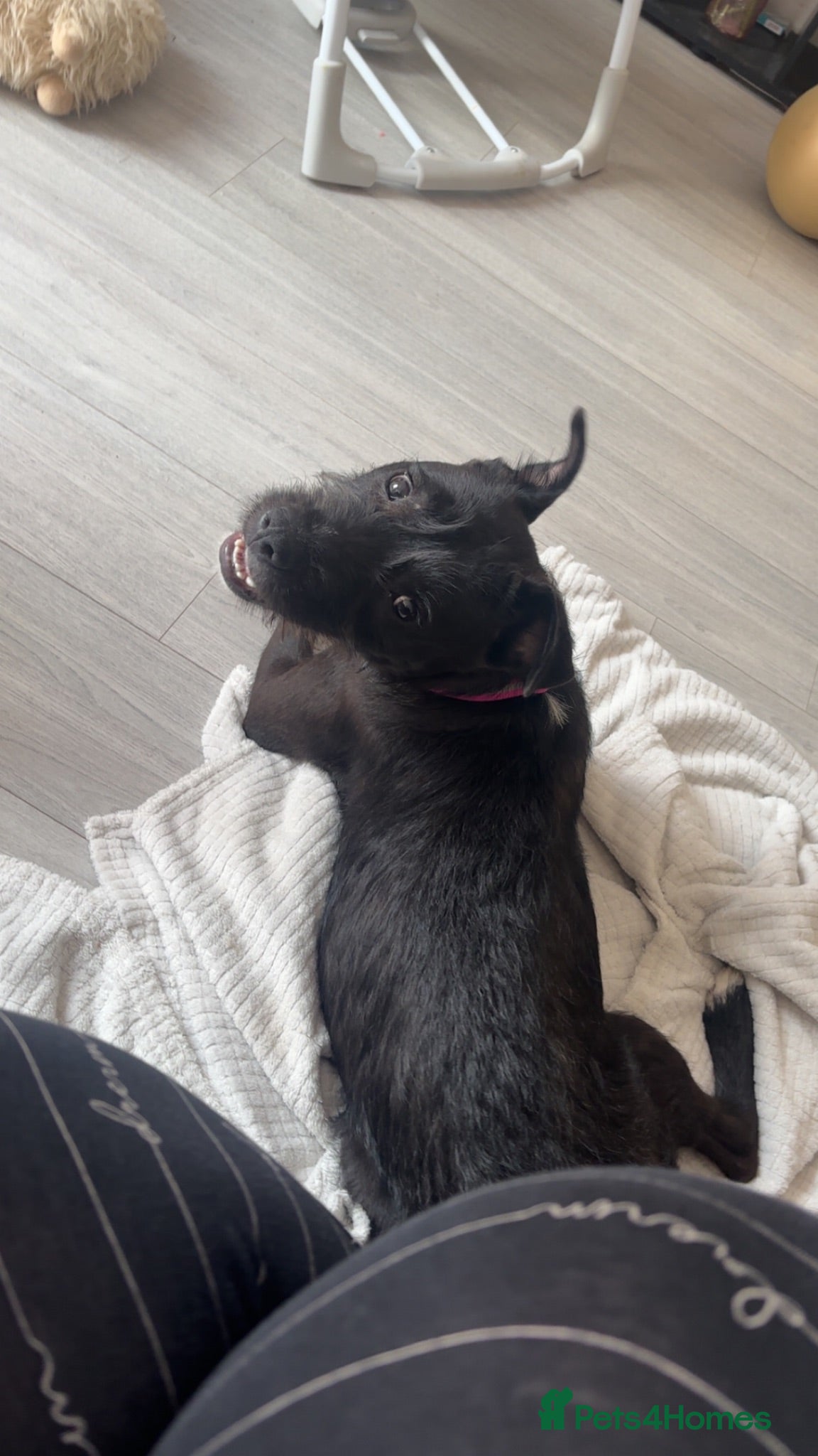 Mixed Breed dogs Patterdale - Advert 6