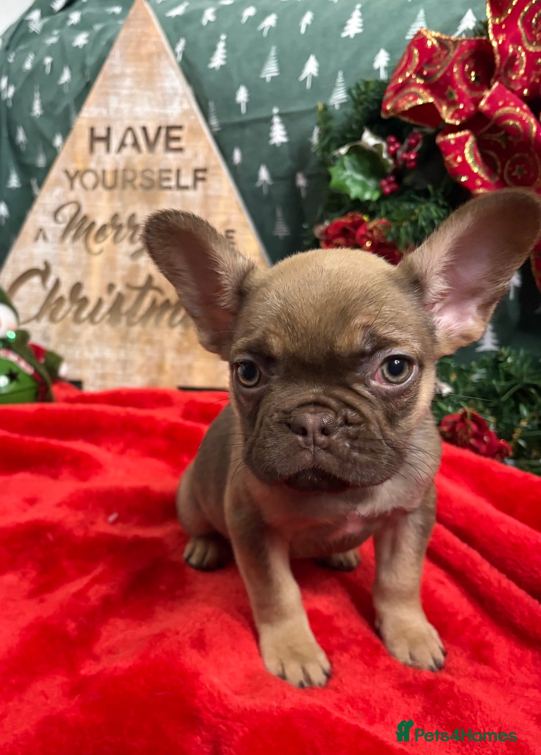 French Bulldog dogs for sale: French Bulldog Gorgeous Colours Available - Advert 6