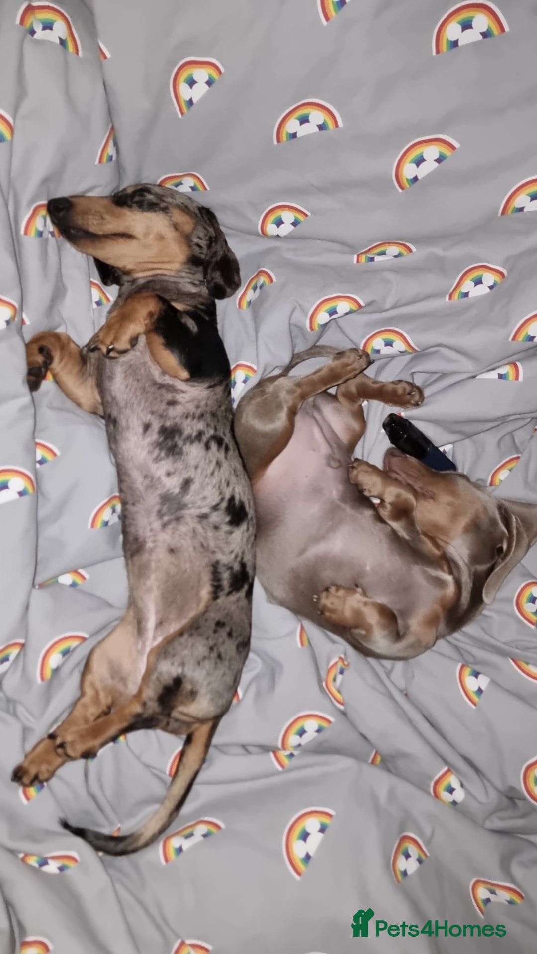 Miniature Dachshund dogs for sale: Clyde the Isabella male  - Advert 11