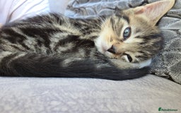British Longhair cats for sale: 7 weeks old tabby female kitten - Image 6