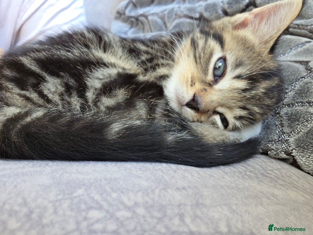 British Longhair cats for sale: 7 weeks old tabby female kitten - Image 6