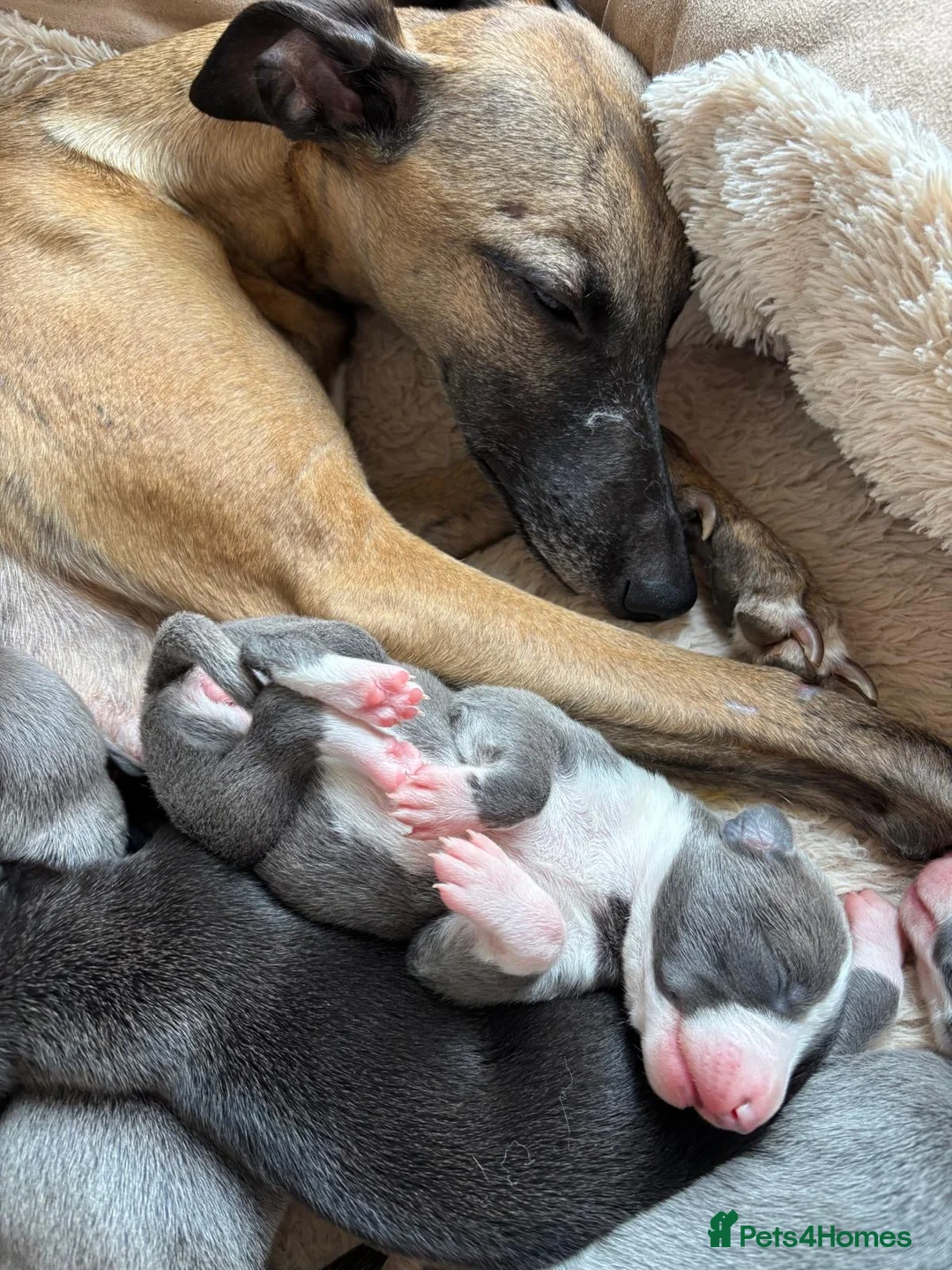 Whippet dogs for sale: 6th Generation Pedigree Whippets - Advert 40