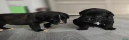 Mixed Breed dogs for sale: Beautiful Staffador/Labrastaff Puppies - Advert 1