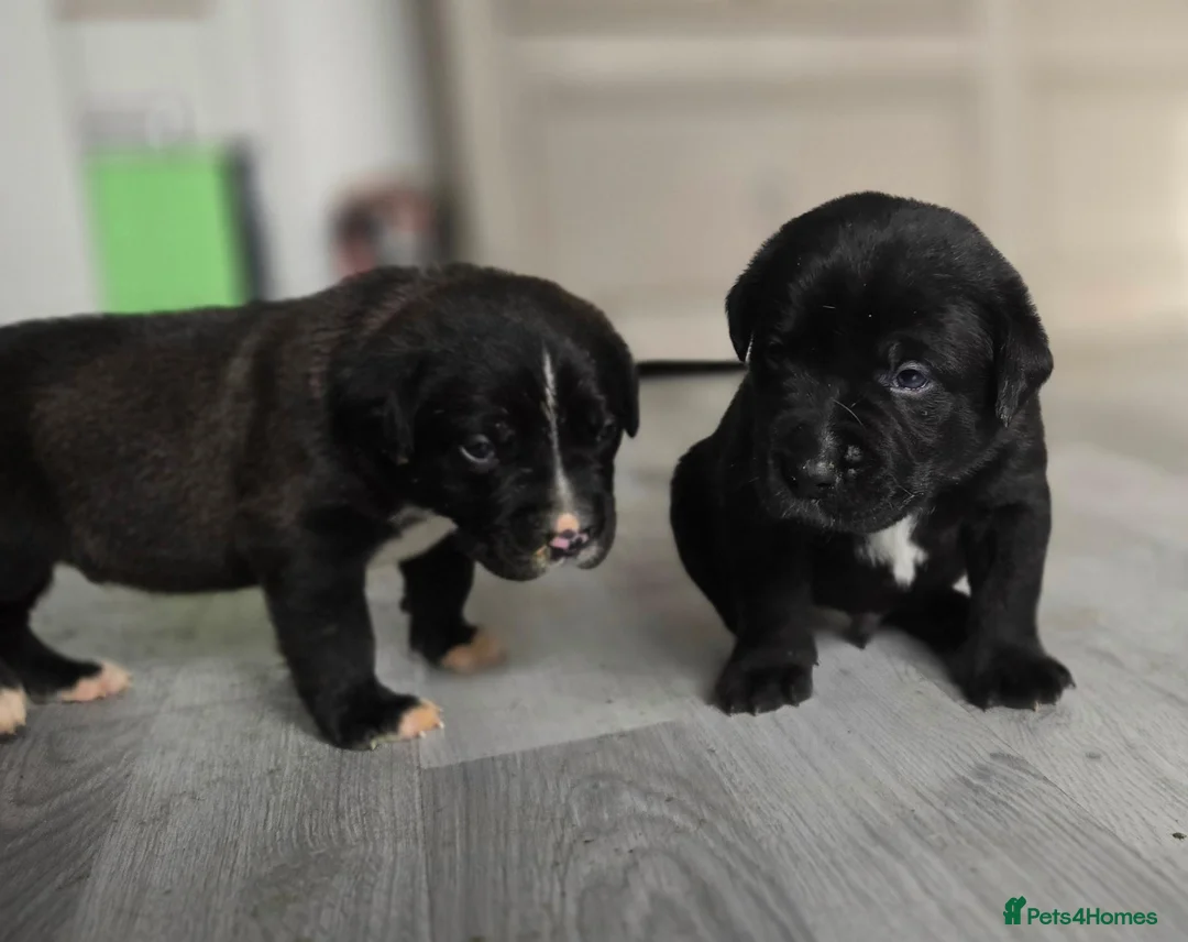 Mixed Breed dogs for sale: Beautiful Staffador/Labrastaff Puppies - Advert 1