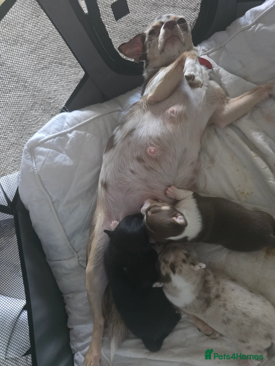 Chihuahua dogs for sale: Chiuhuhua cap short-haired - Advert 2