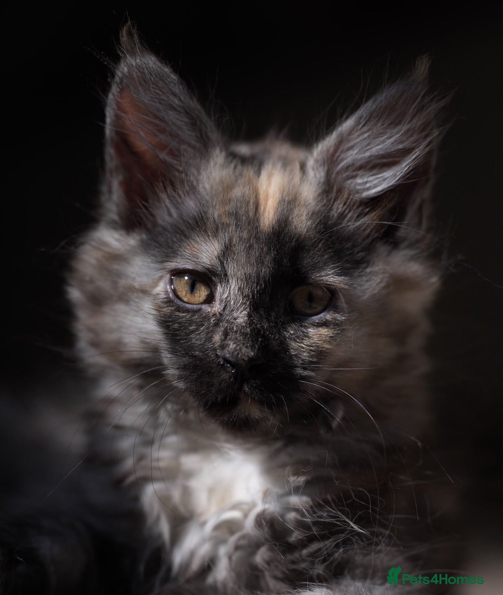 Maine Coon cats READY OCTOBER 19th OCTOBER  🐾 - Advert 2