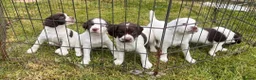English Springer Spaniel dogs for sale: Springer spaniel pups  in Guildford - Advert 4