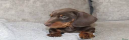 Miniature Dachshund dogs for sale: Miniature dachshund boy - Advert 8