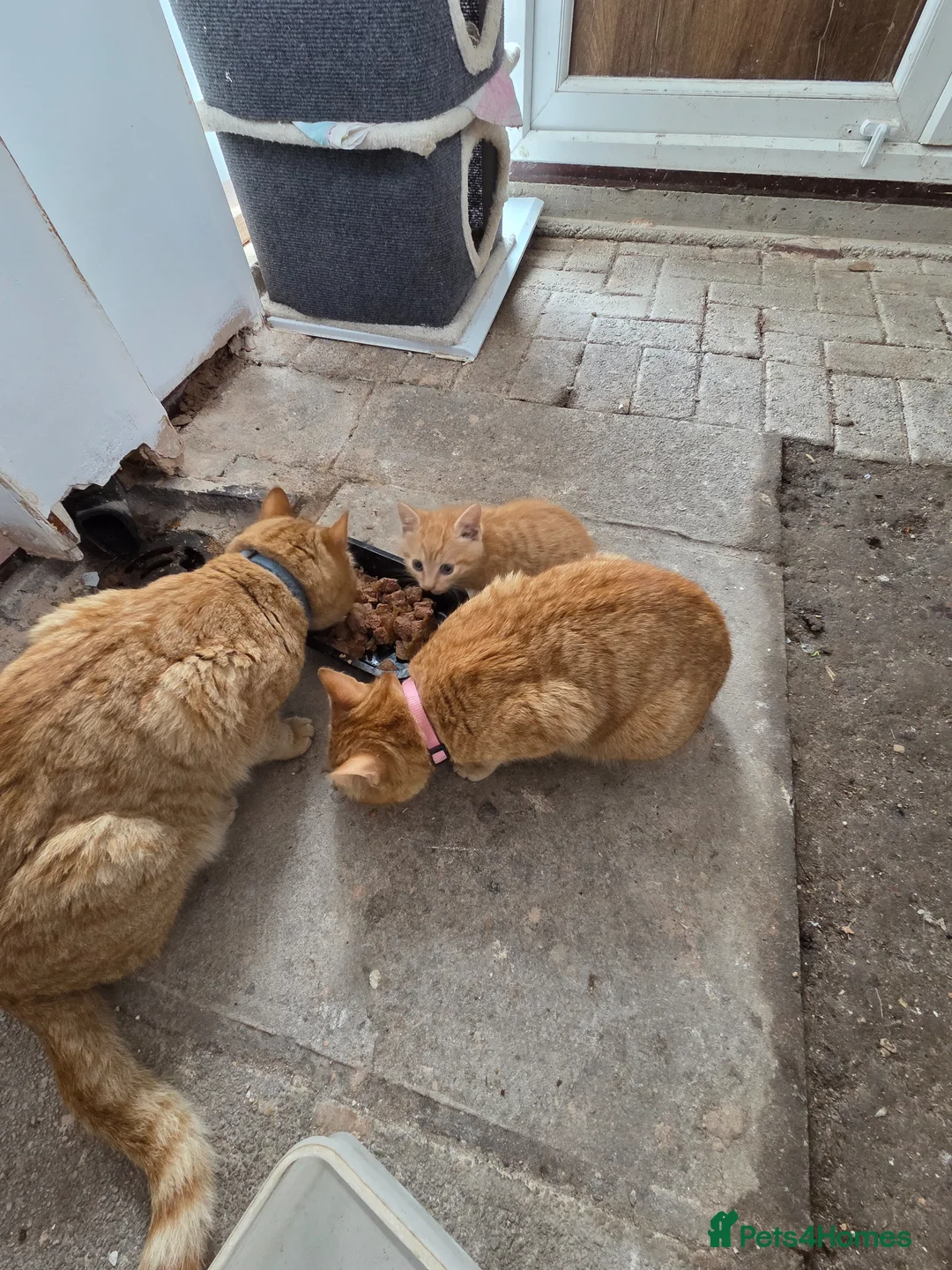 Domestic Shorthair cats for sale: Only one kittens  - Advert 2
