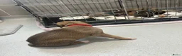 Mixed Breed dogs for sale: Beautiful Whippet/Greyhound Puppies - Advert 13