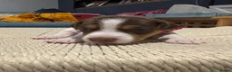 Jack Russell dogs for sale: 5 Jack Russell Puppies for Sale - Advert 13