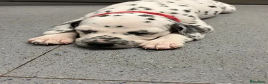 Dalmatian 5