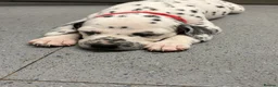 Dalmatian dogs for sale: Dalmatian puppies - Advert 22