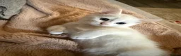 Mixed Breed cats for sale: White kittens for sale  - Advert 6