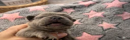French Bulldog dogs for sale: French bulldog Puppies  - Advert 3
