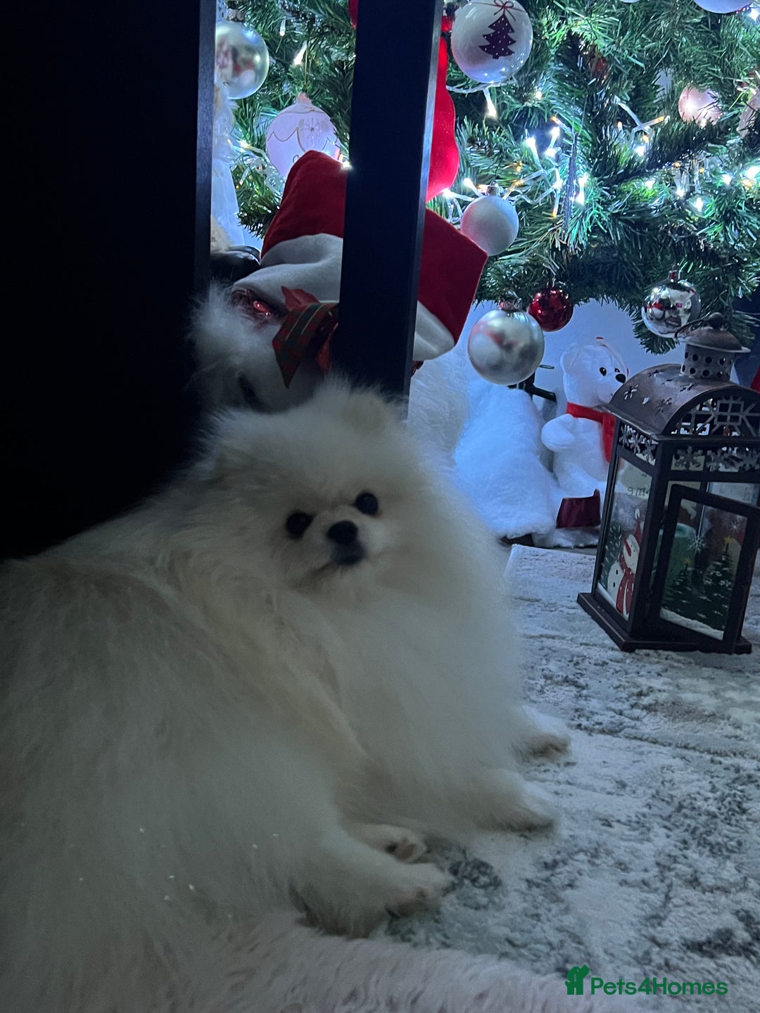 Pomeranian dogs for stud: Pomeranian Boy for Stud - Advert 2