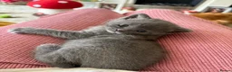British Shorthair cats for sale: One male British short hair  in Wallasey - Advert 2