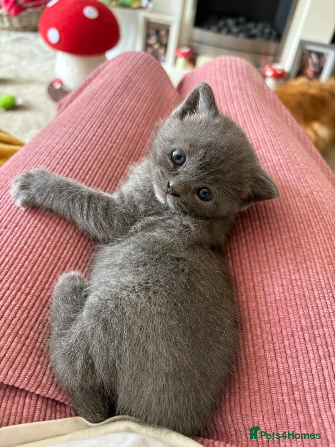 British Shorthair cats for sale: One male British short hair  in Wallasey - Advert 2