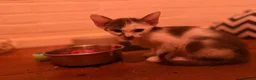 Oriental cats for sale: Oriental kittens available, males and female  - Advert 13