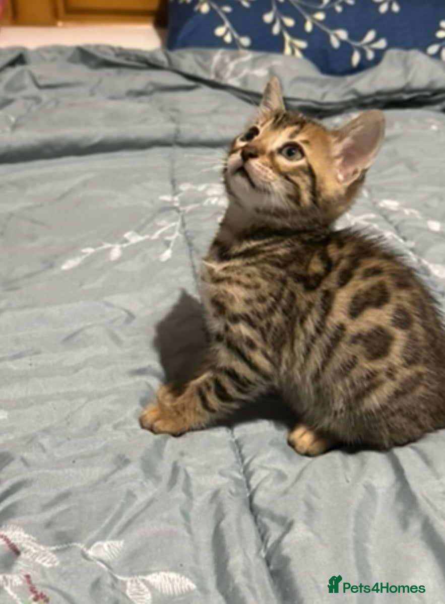 Bengal cats Stunning pure breed Bengal kittens - Advert 4