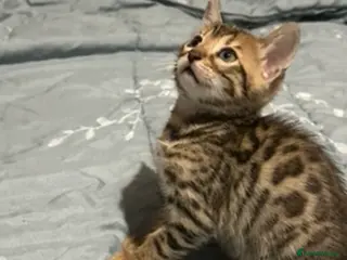 Bengal cats Stunning pure breed Bengal kittens - Advert 1