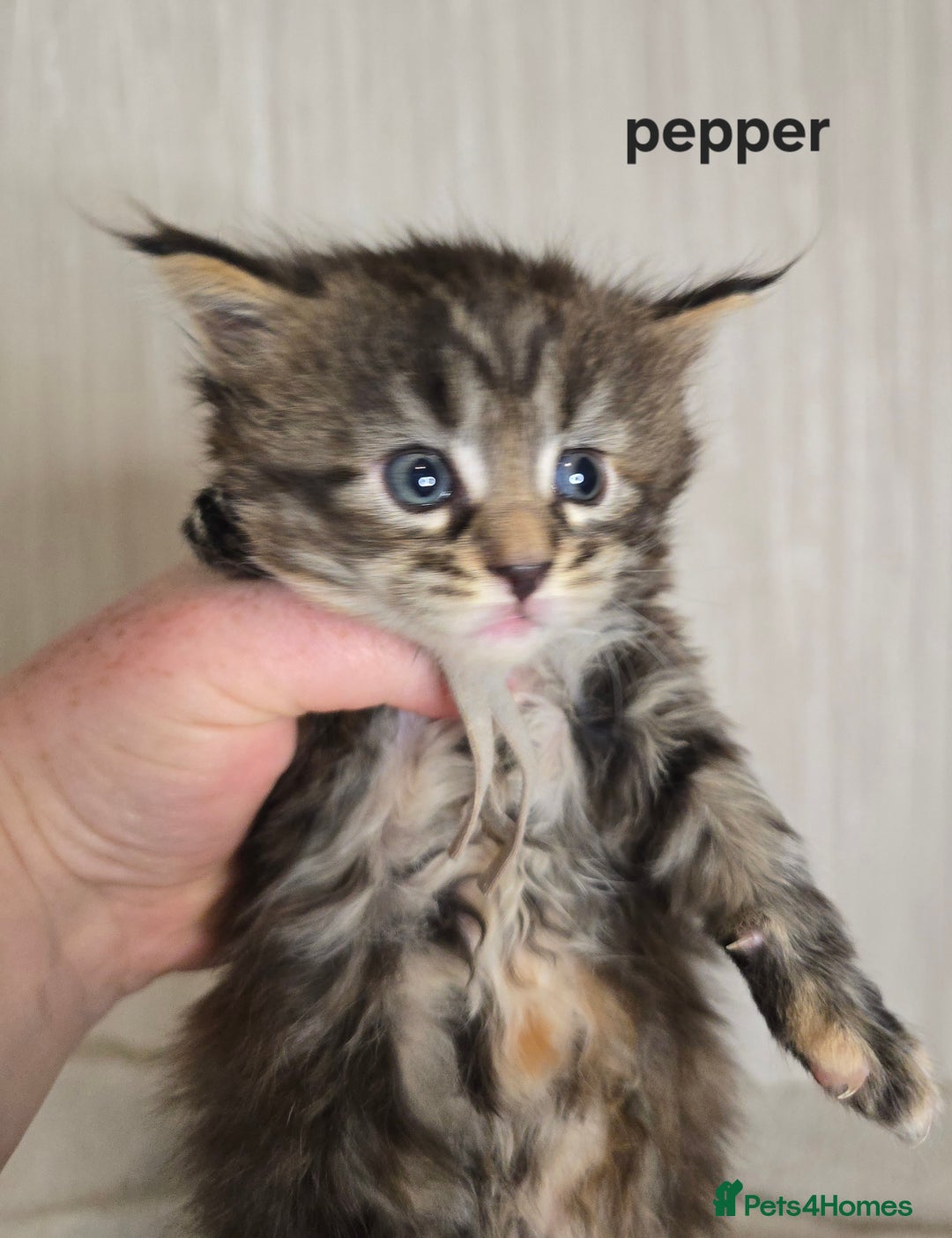 Maine Coon cats for sale: Maine Coon Kittens Tortie/Torbie Russian lines - Image 14