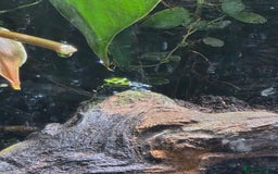 Frog reptiles for sale: Dart frogs plus viv  - Advert 4