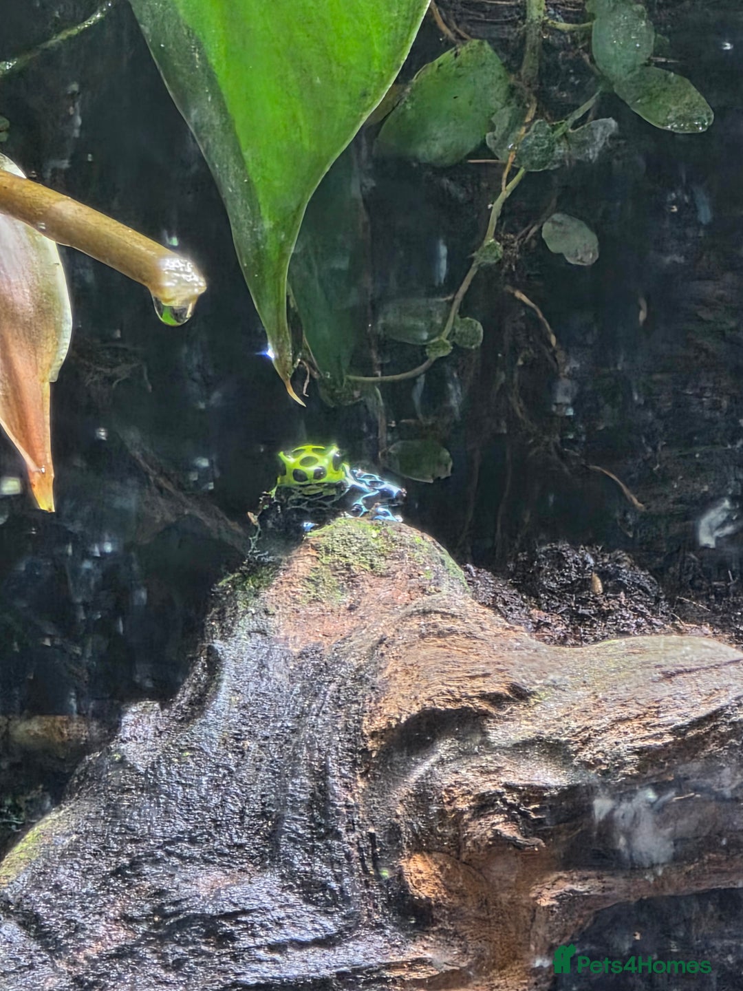 Frog reptiles for sale: Dart frogs plus viv  - Advert 4