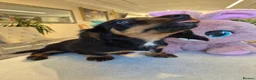 Miniature Dachshund dogs for sale: Beautiful Miniature Dachshund Ready to leave!♥️💙 - Advert 31