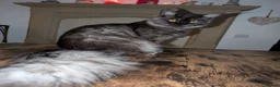 Maine Coon cats for stud: Black smoke registered mainecoon  - Advert 9