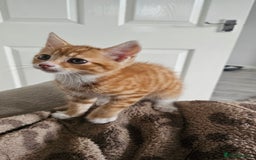 Mixed Breed cats for sale: 07759 033951 1 tabby girl  - Image 16