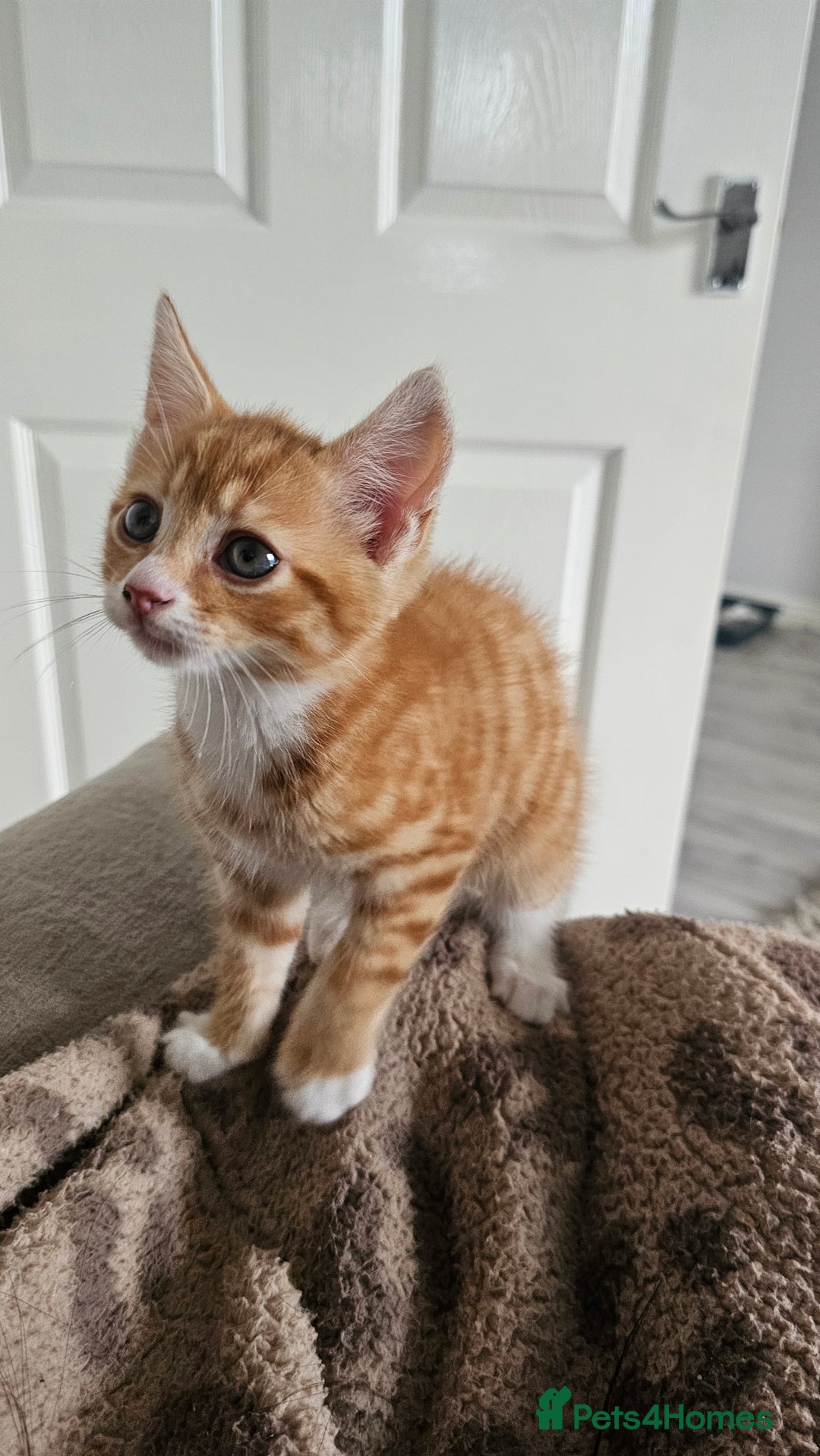 Mixed Breed cats for sale: 07759 033951 1 tabby girl  - Image 16
