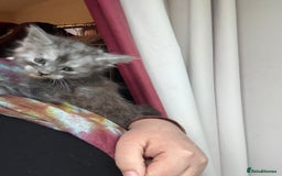Maine Coon cats for sale: 4 Maine Coon Kittens - Just 2 left - Image 6