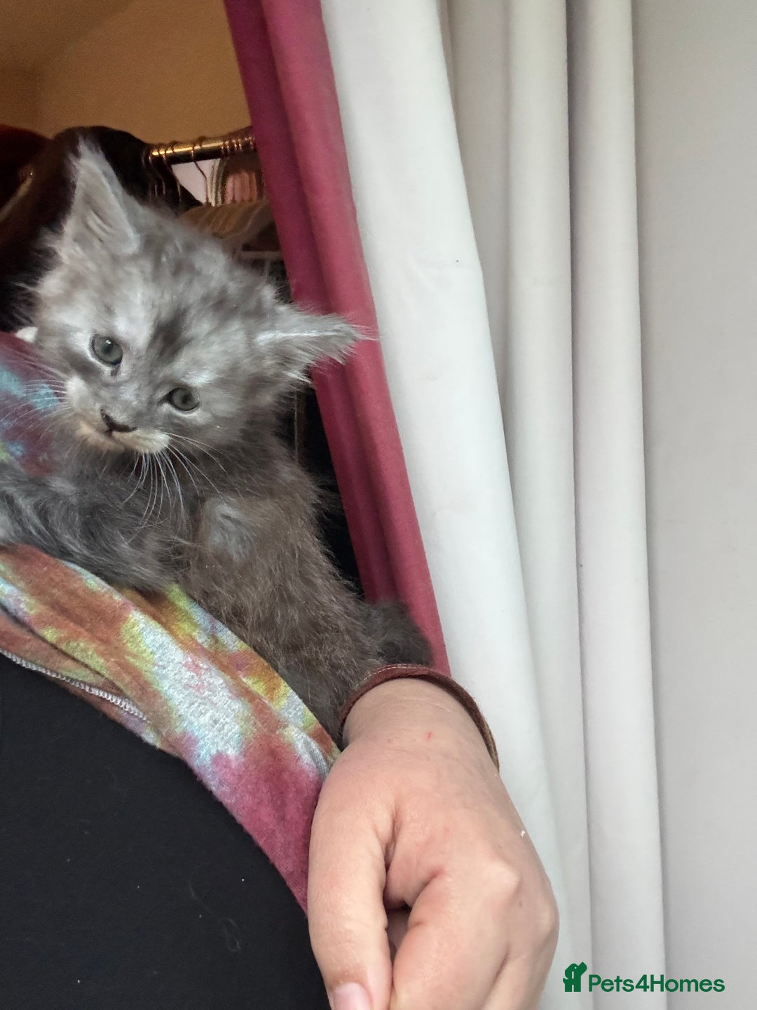 Maine Coon cats for sale: 4 Maine Coon Kittens - Just 2 left - Image 6